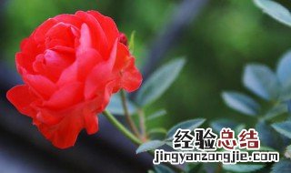 如何让玫瑰花快速开花 如何让玫瑰花快速开花呢