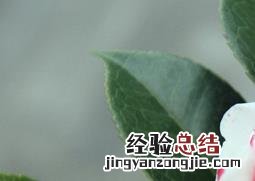 茶梅如何养殖方法 茶梅如何养殖