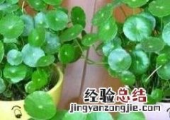 碗莲如何种植视频 碗莲如何种植