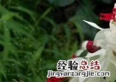 龙吐珠如何养殖 龙吐珠养殖及注意事项