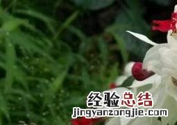 龙吐珠如何养殖 龙吐珠养殖及注意事项