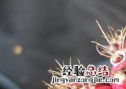多肉紫牡丹的养殖方法 多肉植物绯牡丹栽培与养护