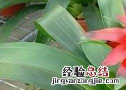 鸿运当头花怎么养 鸿运当头花枯萎了咋办