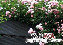 爬墙月季如何养殖 爬墙月季如何养殖视频