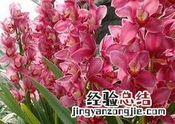蕙兰花图片 蕙兰花图片大全大图