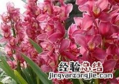 蕙兰花图片 蕙兰花图片大全大图