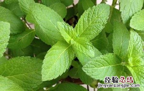 薄荷叶泡水喝可以减肥 干薄荷叶泡水喝能减肥吗