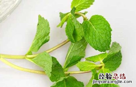 薄荷叶泡水喝可以减肥 干薄荷叶泡水喝能减肥吗