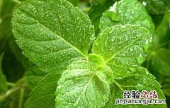薄荷叶泡水喝可以减肥 干薄荷叶泡水喝能减肥吗