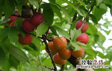 李子吃多了会上火吗
