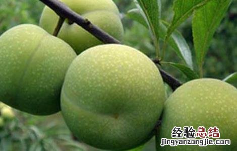 李子吃多了会上火吗