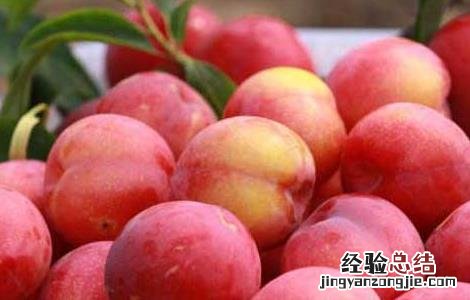 李子吃多了会上火吗