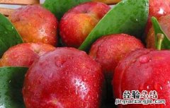 李子吃多了会上火吗