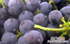葡萄吃多了会怎么样? 葡萄吃多了会怎么样