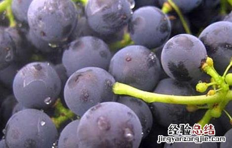 葡萄吃多了会怎么样? 葡萄吃多了会怎么样