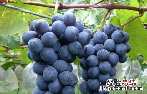 葡萄吃多了会怎么样? 葡萄吃多了会怎么样