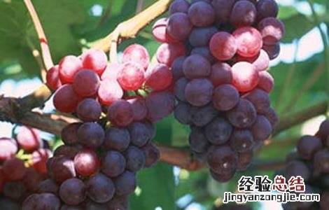 葡萄吃多了会怎么样? 葡萄吃多了会怎么样