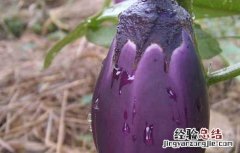 吃生茄子真能减肥吗 吃生茄子真能减肥吗