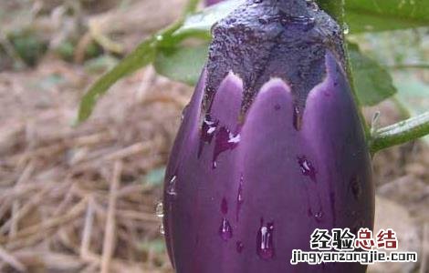 吃生茄子真能减肥吗 吃生茄子真能减肥吗