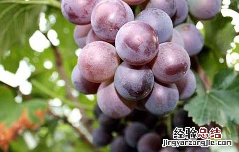 吃葡萄真的会上火吗小孩 吃葡萄真的会上火吗