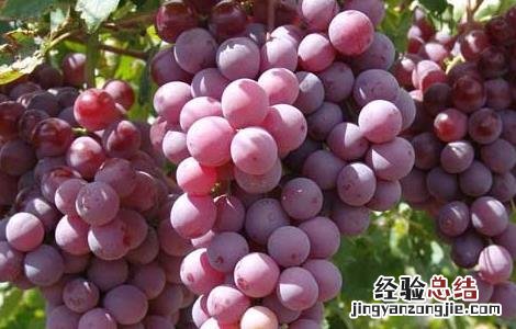 吃葡萄真的会上火吗小孩 吃葡萄真的会上火吗