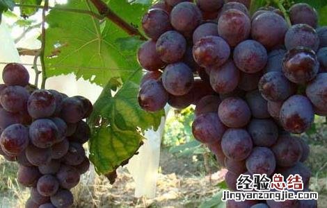 吃葡萄真的会上火吗小孩 吃葡萄真的会上火吗