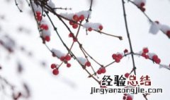第一场雪作文 怎么写第一场雪作文