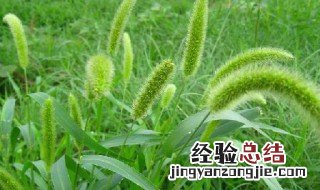 狗尾草花语与寓意 狗尾草的简介