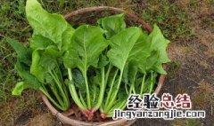 菠菜汁打卤面步骤 菠菜汁打卤面的做法
