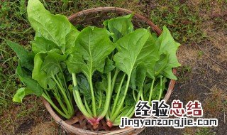 菠菜汁打卤面步骤 菠菜汁打卤面的做法