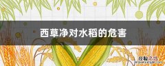 水稻田西草净用量 西草净对水稻的危害