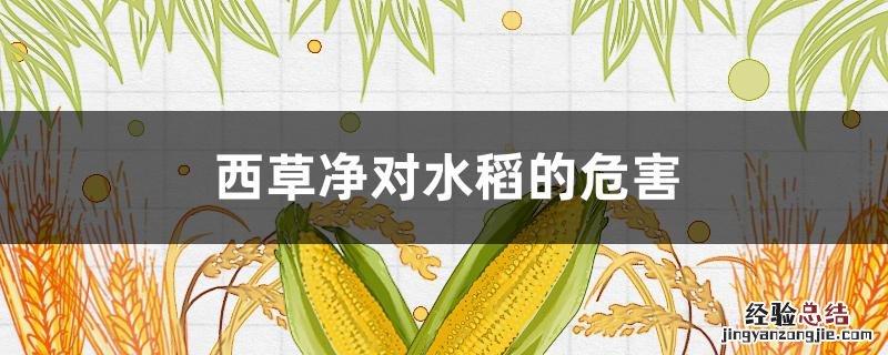 水稻田西草净用量 西草净对水稻的危害