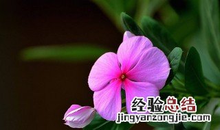 五叶梅有毒吗 五瓣梅在室内养是否有毒