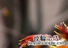 盆栽香椿树的养护方法视频 盆栽香椿树的养护方法
