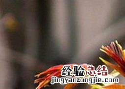 盆栽香椿树的养护方法视频 盆栽香椿树的养护方法