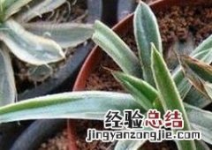 金边龙舌兰冬天养殖 龙舌兰科辉山的养殖方法