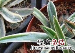 金边龙舌兰冬天养殖 龙舌兰科辉山的养殖方法