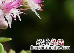 八宝景天图片与功效 八宝景天图片