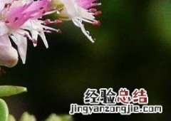八宝景天图片与功效 八宝景天图片