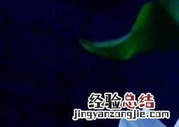 昙花为什么不开花一直往高长 昙花为什么不开花