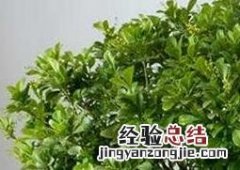 米兰花怎么养 米兰花怎么养护