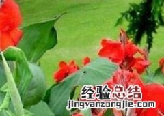 美人蕉怎么养殖 美人蕉如何养殖