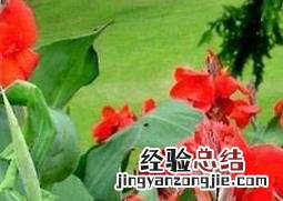 美人蕉怎么养殖 美人蕉如何养殖