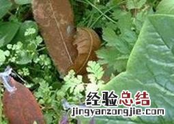 八角莲图片 功效 八角莲图片