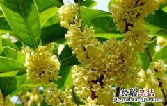 糖桂花的做法及功效 糖桂花的做法及功效窍门