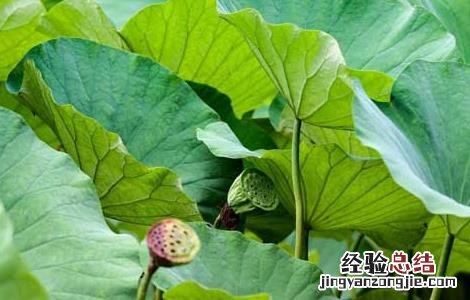 山楂和什么泡水喝好 气滞血瘀山楂和什么泡水喝好