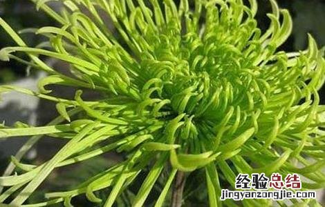 山楂和什么泡水喝好 气滞血瘀山楂和什么泡水喝好