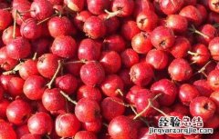 山楂和什么泡水喝好 气滞血瘀山楂和什么泡水喝好