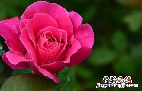 山楂和什么泡水喝好 气滞血瘀山楂和什么泡水喝好