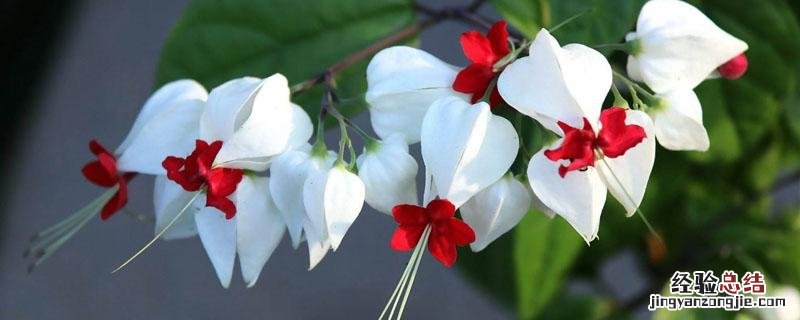 花卉龙吐珠叶子黄是什么原因 龙吐珠花叶子发黄是什么原因